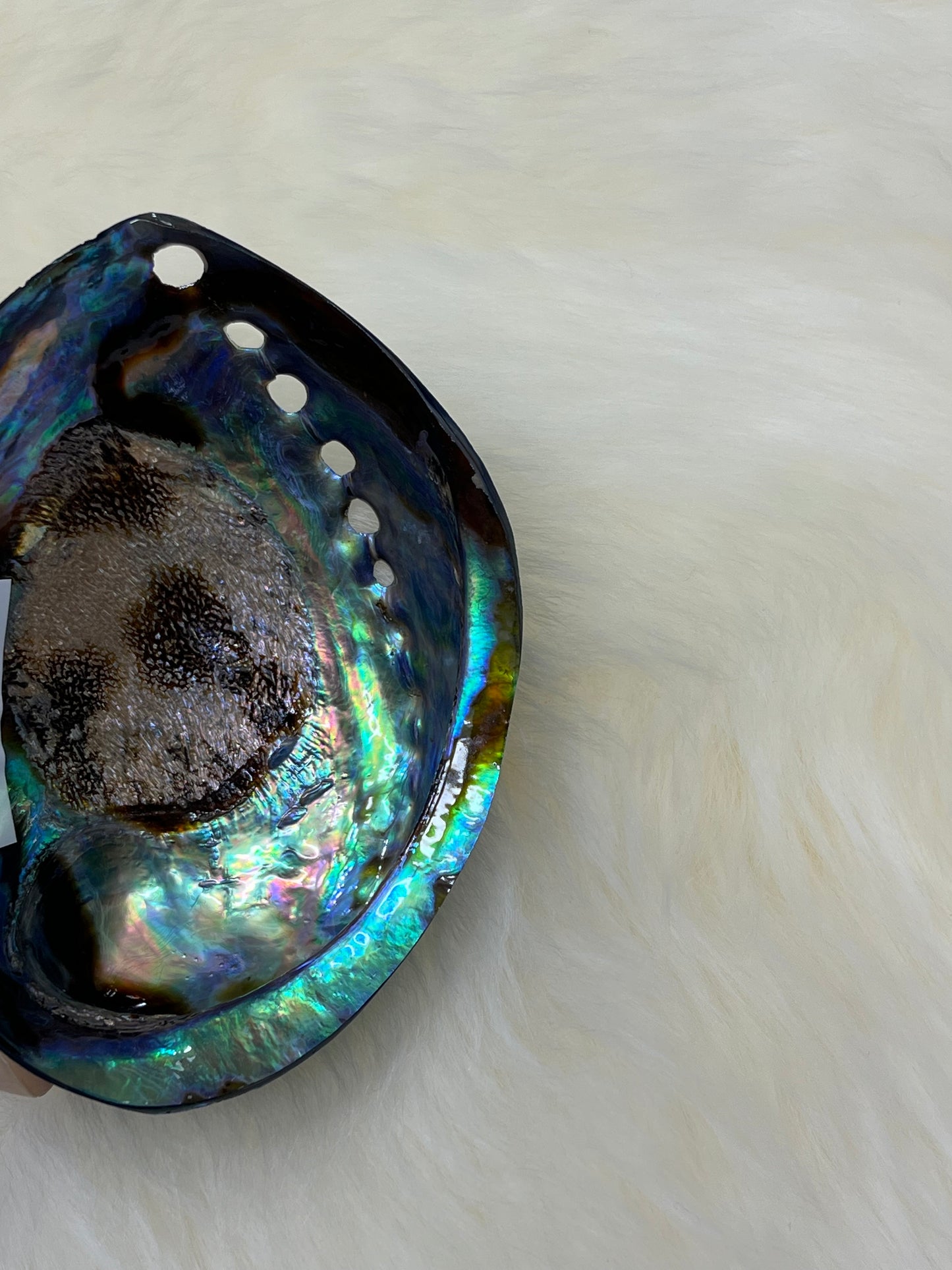 Paua Shell