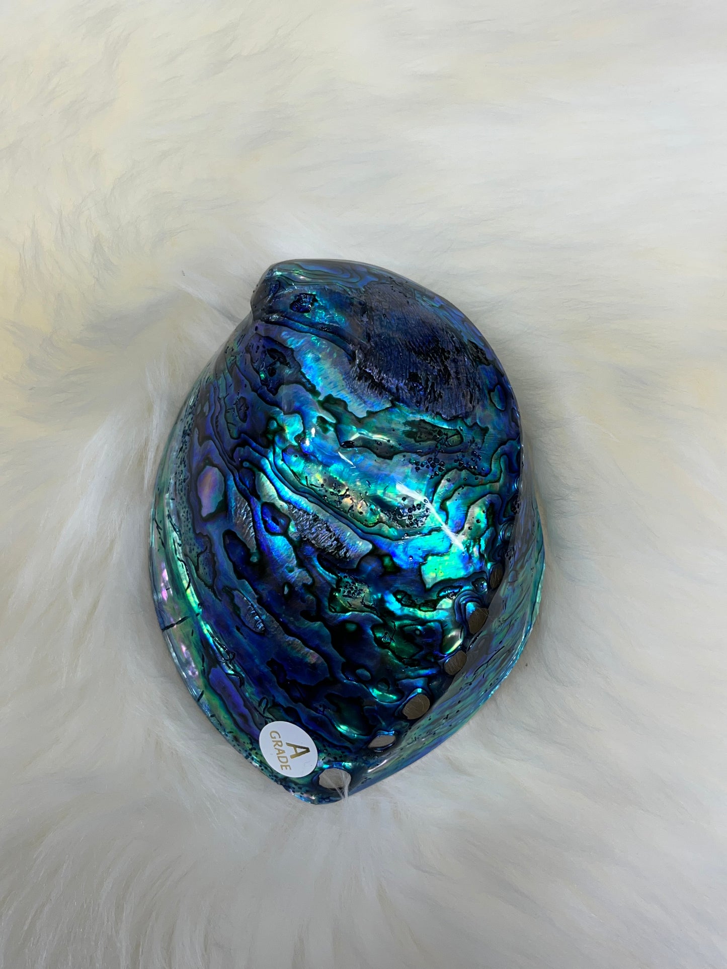 Paua Shell