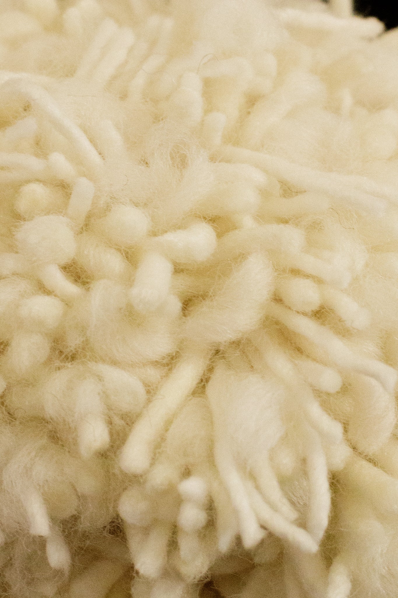 Raggedy White Wool Sheep