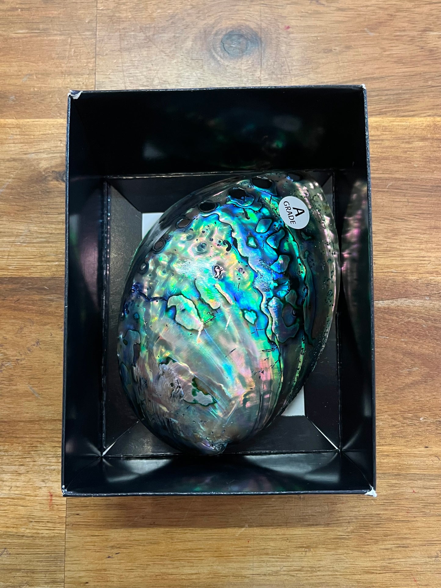 Paua Shell