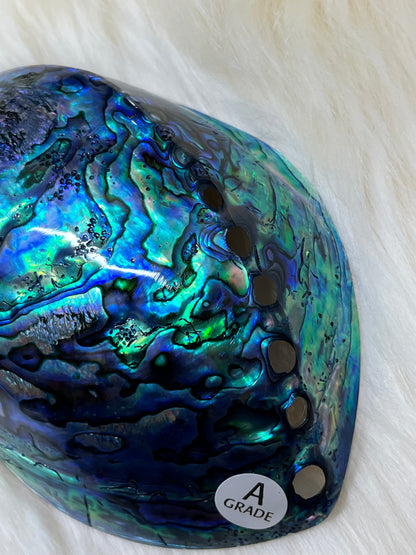 Paua Shell