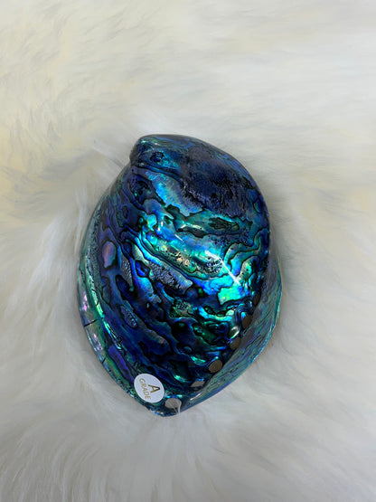 Paua Shell