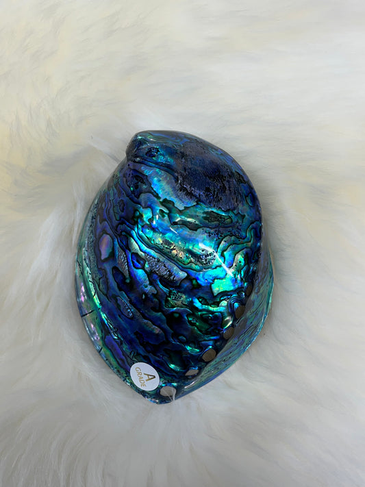 Paua Shell