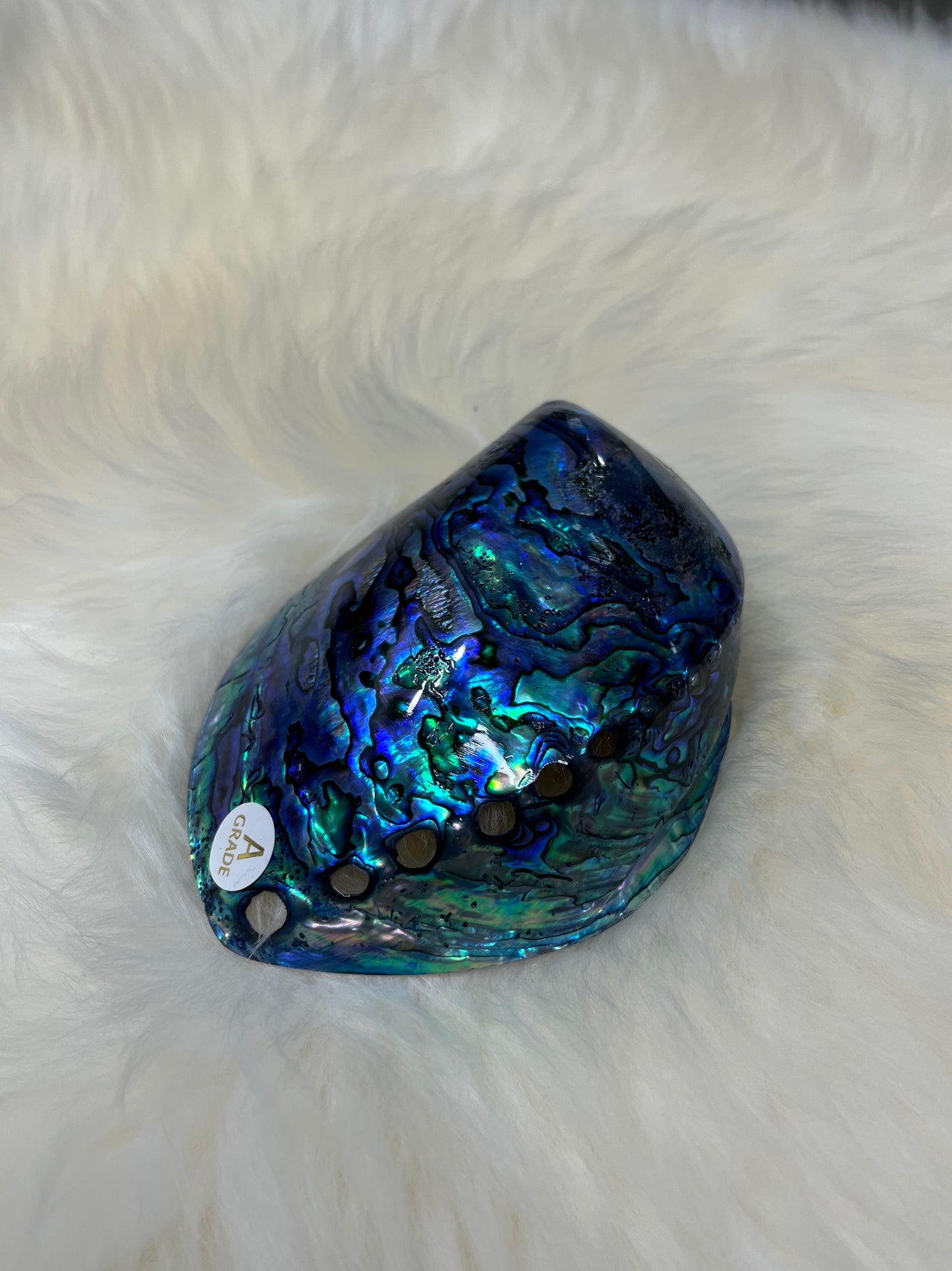 Paua Shell