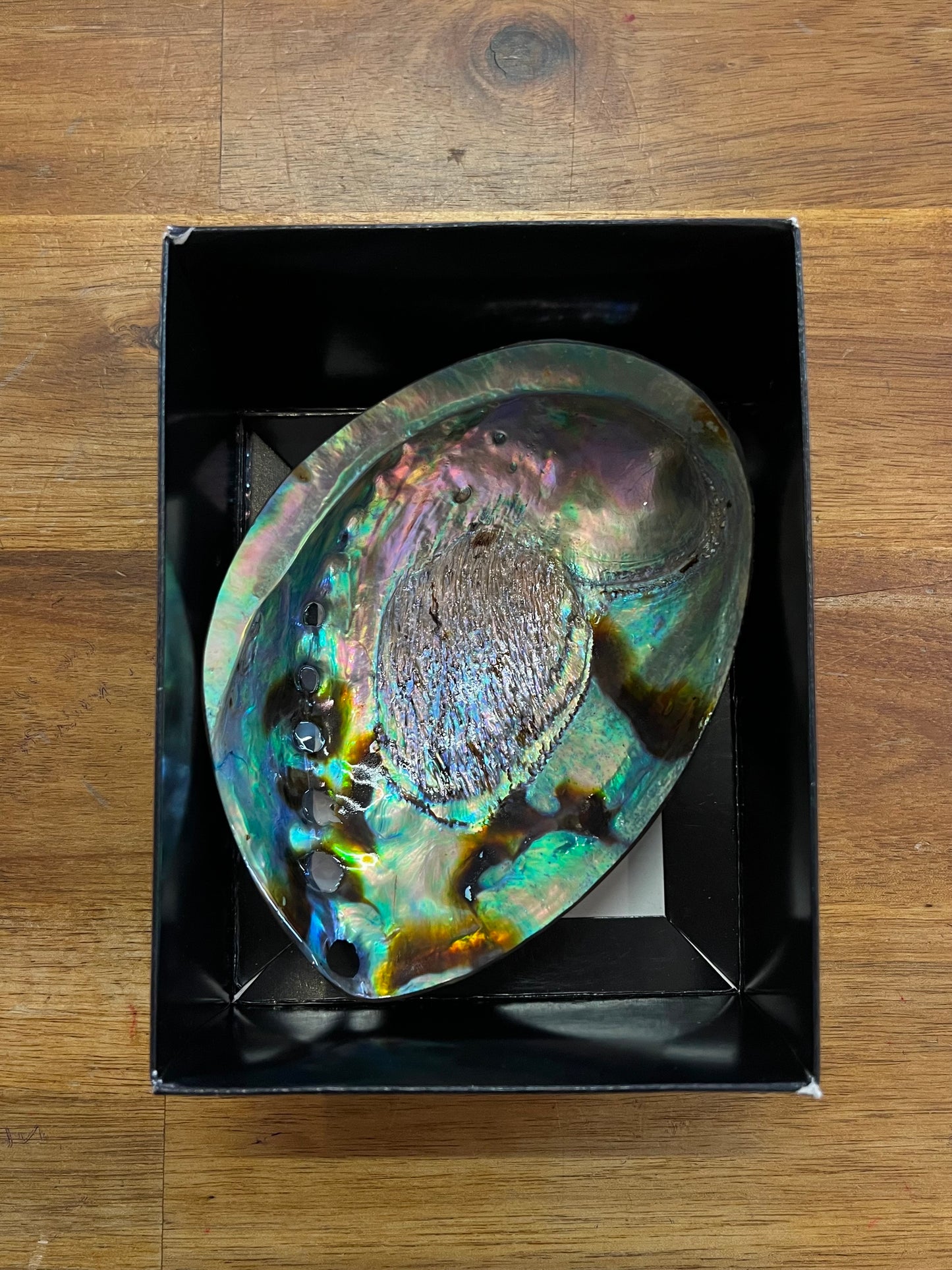 Paua Shell