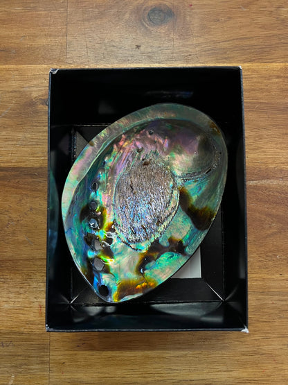 Paua Shell